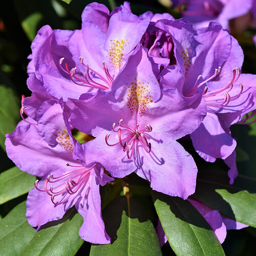 Tendering for mapping of Rhododendron